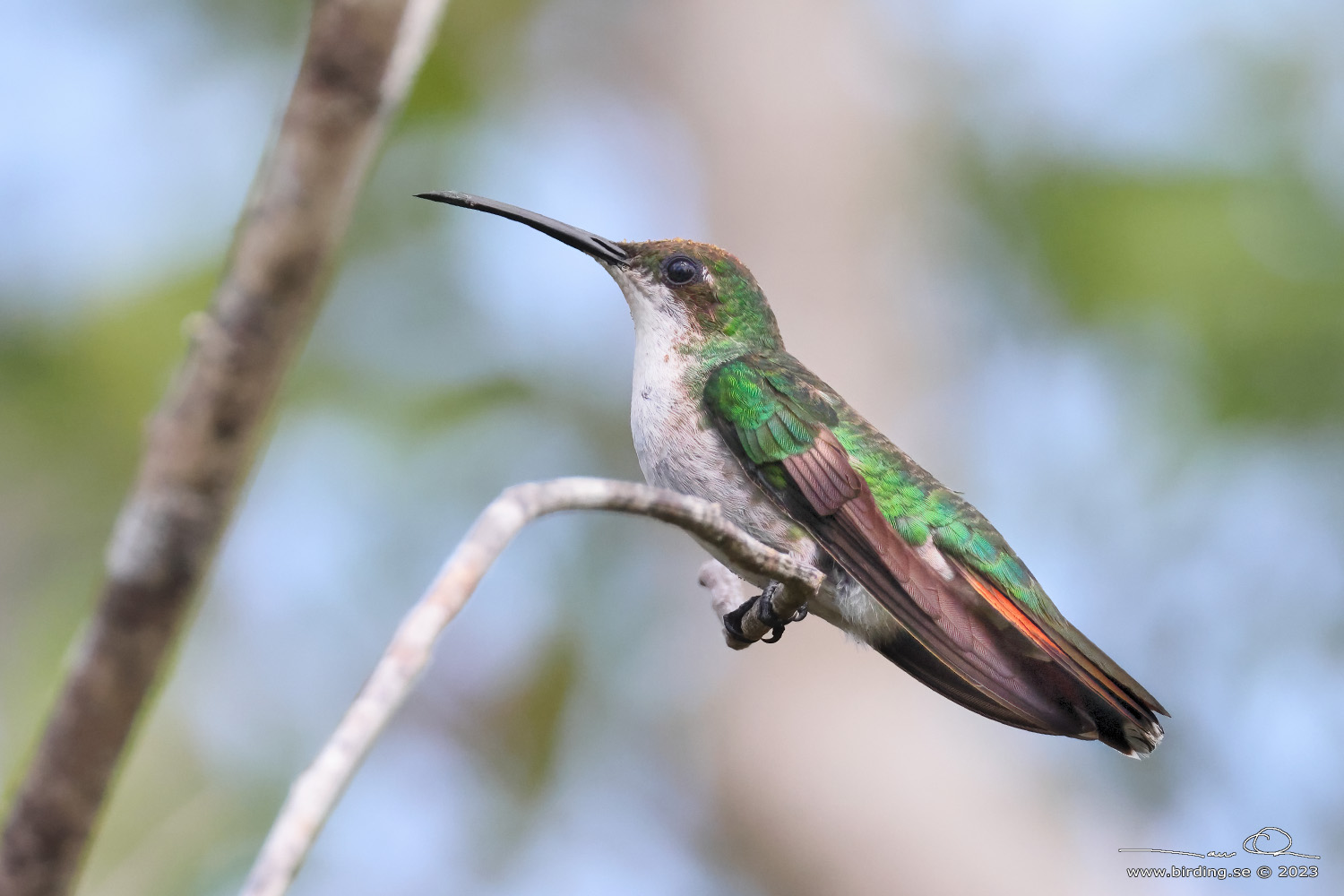 HISPANIOLAN MANGO (Anthracothorax dominicus) - Stng / Close